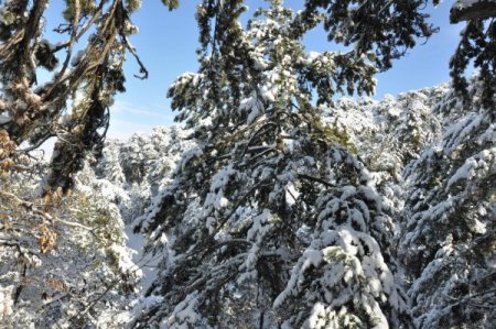 Çamlık Milli Parkı'nda kar ile gelen güzel manzaralar