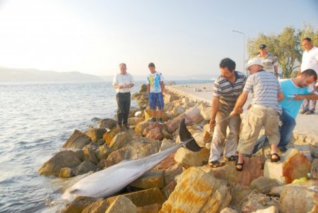 Çanakkale sahilinde ölü yunus bulundu