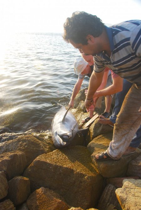 Çanakkale sahilinde ölü yunus bulundu