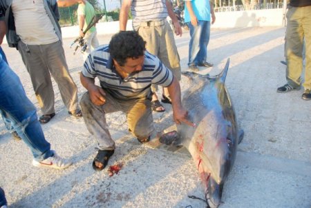 Çanakkale sahilinde ölü yunus bulundu