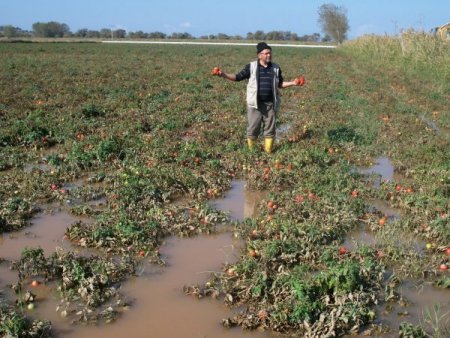 Çanakkale’de domates tarlaları su altında kaldı, keçiler telef oldu