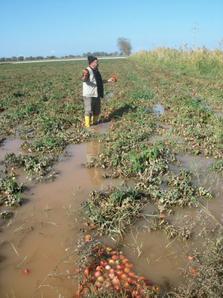 Çanakkale’de domates tarlaları su altında kaldı, keçiler telef oldu
