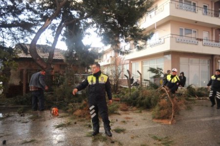 Çanakkale'de fırtına ağaç devirdi