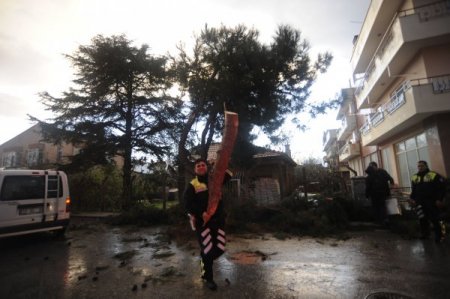 Çanakkale'de fırtına ağaç devirdi