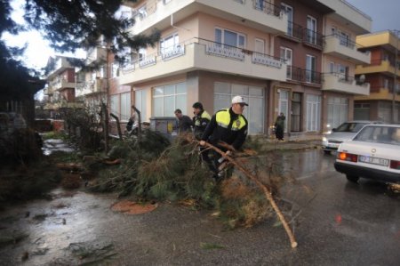 Çanakkale'de fırtına ağaç devirdi