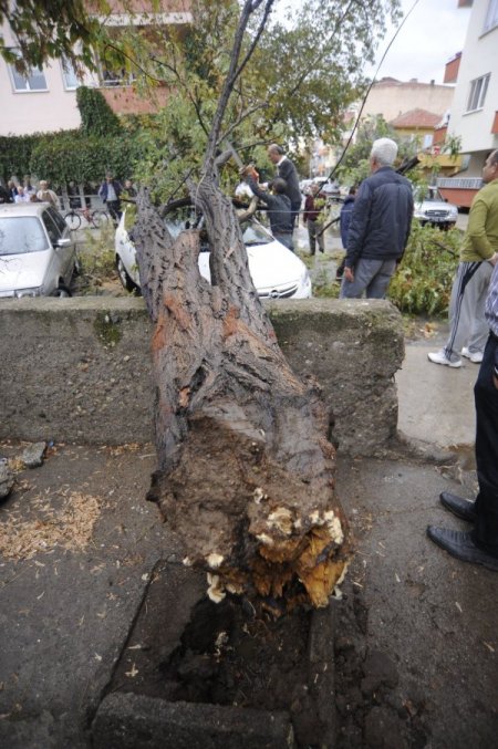 Çanakkale’de fırtına ağaçları devirdi