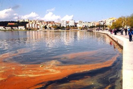 Çanakkale'de kanalizasyon atığı denizi sarıya boyadı