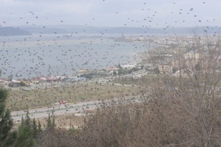 Çanakkale’de sığırcık kuşları gösterisi