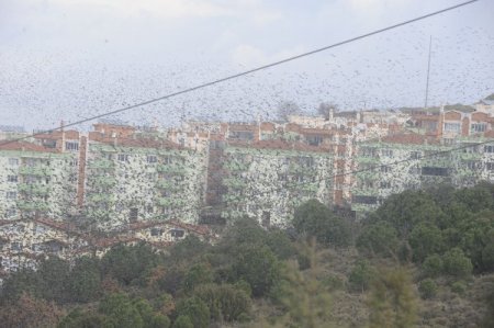 Çanakkale’de sığırcık kuşları gösterisi