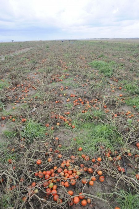 Çanakkaleli çiftçiler zararlarının telafisini istiyor