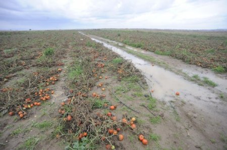 Çanakkaleli çiftçiler zararlarının telafisini istiyor