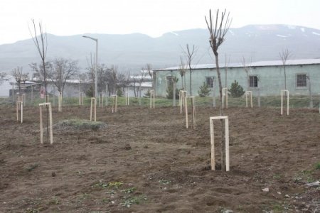 Çankırı-ankara Yolu Ağaçlandırıldı