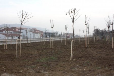 Çankırı-ankara Yolu Ağaçlandırıldı