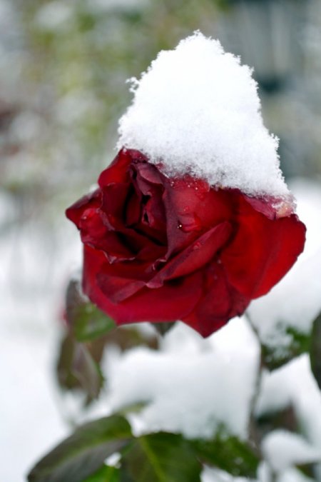 Çankırı beyazlara büründü