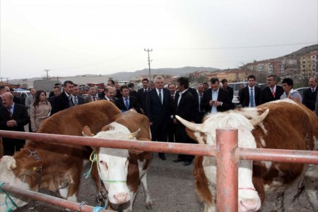 Çankırı'da çiftçilere 38 gebe düve dağıtıldı