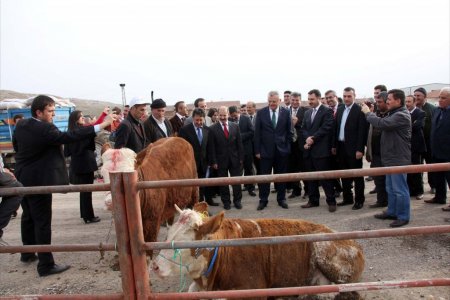 Çankırı'da çiftçilere 38 gebe düve dağıtıldı