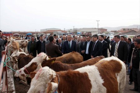 Çankırı'da çiftçilere 38 gebe düve dağıtıldı