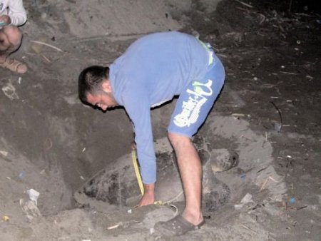 Caretta Carettalar Samandağ Sahiline Yumurta Bırakmaya Başladı