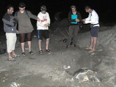 Caretta Carettalar Samandağ Sahiline Yumurta Bırakmaya Başladı