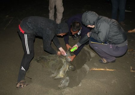 Caretta Carettalar Samandağ Sahiline Yumurta Bırakmaya Başladı