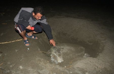 Caretta Carettalar Samandağ Sahiline Yumurta Bırakmaya Başladı