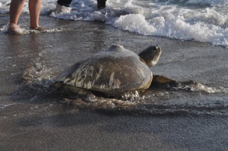 Carettaların Göç Yollarını Akademisyenlere “defne” Öğretecek