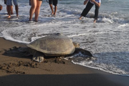 Carettaların Göç Yollarını Akademisyenlere “defne” Öğretecek