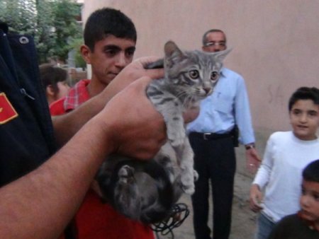 Çatıda 2 gün mahsur kalan kedi için itfaiye seferber oldu