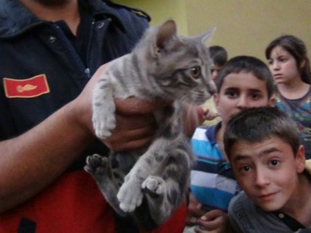 Çatıda 2 gün mahsur kalan kedi için itfaiye seferber oldu