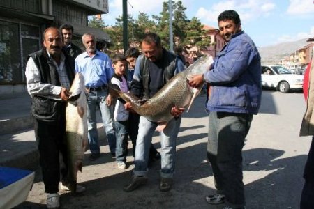 Çatlık Çayın'da Yakalanan Dev Balık Görenleri Şaşırttı