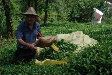 Çay Üreticisi Özel Sektörden Şikayetçi