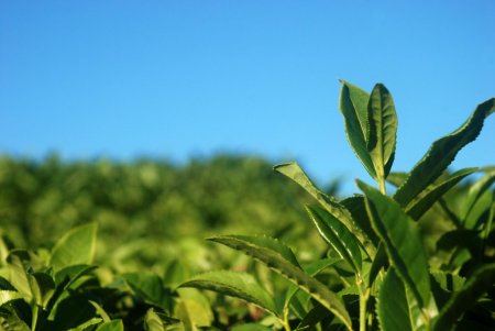 Çay üreticisine 137 milyon lira destekleme primi müjdesi