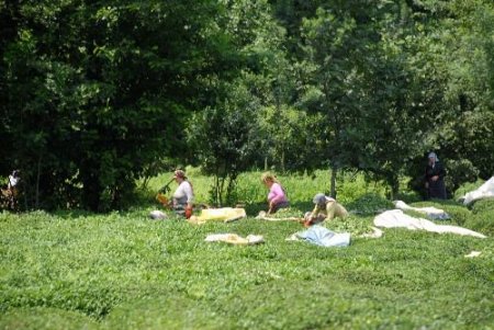 Çaykur, Ödemelerde Afetzedelere Öncelik Verecek