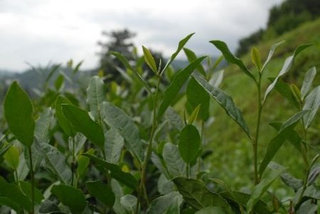 Çaykur, Üreticisinden 590 Bin 325 Ton Yaş Çay Aldı