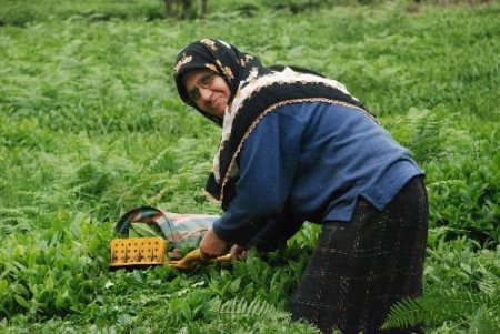 Çaykur, Yaş Çay Alımlarında Özel Sektörün Gerisinde Kaldı