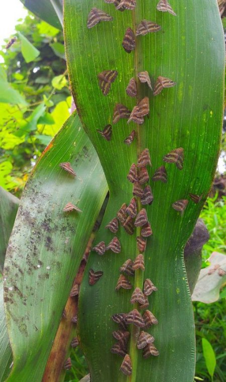 Çaykur 510 bin ton çay alımı yaptı