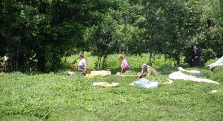 Çaykur Genel Müdürü Yüce: Dünyada Üzerine Kar Düşen Tek Çay Türk Çayıdır