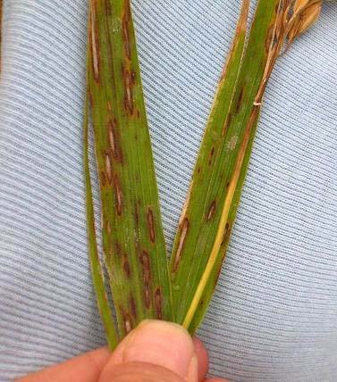 Çeltik Yetiştiricilerine Yanıklık Hastalığı Uyarısı