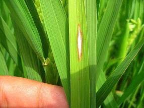 Çeltik Yetiştiricilerine Yanıklık Hastalığı Uyarısı