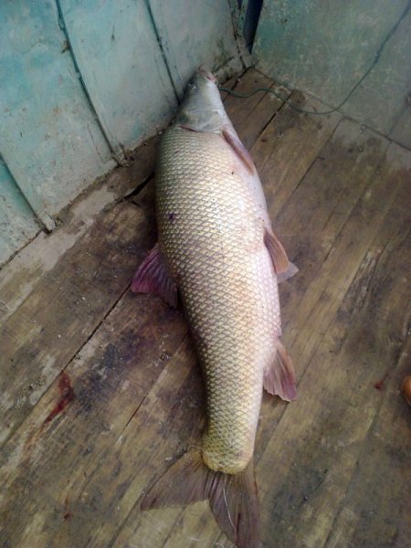 Çemişgezekli balıkçılar 40 kiloluk turna avladı