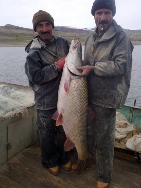 Çemişgezekli balıkçılar 40 kiloluk turna avladı