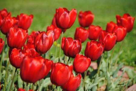 Cemre yarın toprağa düşecek