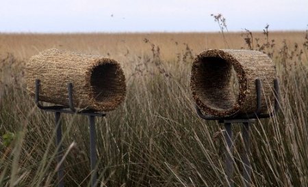 Cennette üreyecek kuşları, yırtıcılardan sazlıktan yuvalar koruyacak