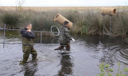 Cennette üreyecek kuşları, yırtıcılardan sazlıktan yuvalar koruyacak