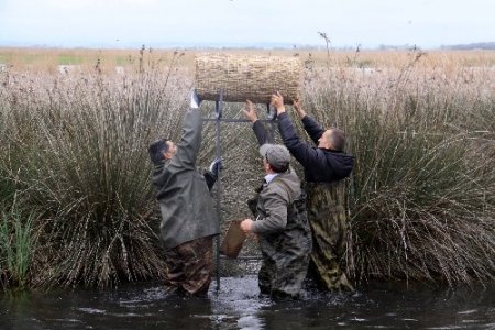 Cennette üreyecek kuşları, yırtıcılardan sazlıktan yuvalar koruyacak