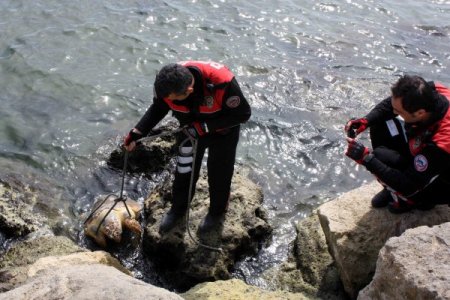 Ceset Sanılan Cisim Ölmüş Caretta Kaplumbağası Çıktı