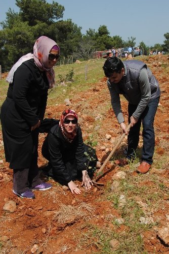 Çevre gönüllüleri Manavgat'ta bin fidan dikti