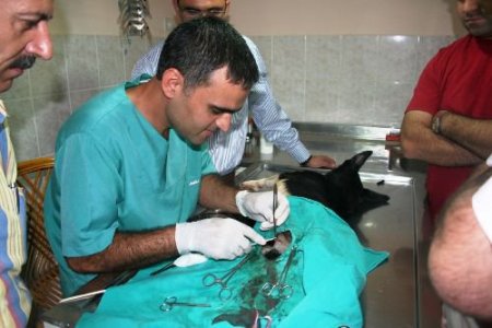 Çevre Ve Orman Bakanlığı'ndan Fethiye Hayvan Bakım Merkezi'ne 24 Bin Lira Ödenek
