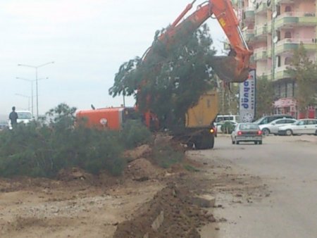 Çevreciler, yol inşaatı sırasındaki ağaç kesimine tepki gösterdi