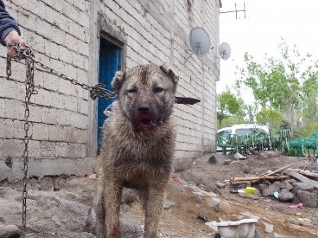 Çevreye zarar veren maytap satışlarına Patnoslu besicilerden tepki